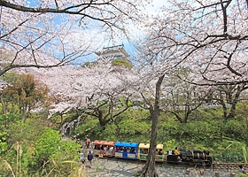 3月下旬 4月上旬 小田原桜まつり イベント 年間一覧 リトルトリップ小田原 小田原市観光協会