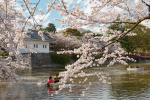 小田原 桜 マップ スポット 桜まつり リトルトリップ小田原 小田原市観光協会