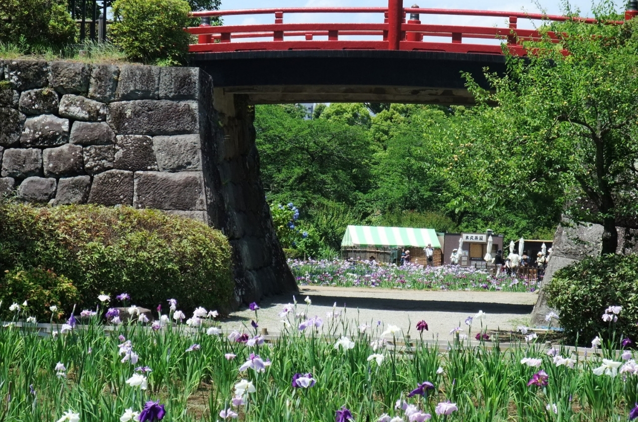 令和4年度小田原城あじさい花菖蒲まつり イベント イベント情報 リトルトリップ小田原 小田原市観光協会