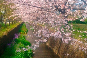 小田原 桜 マップ スポット 桜まつり リトルトリップ小田原 小田原市観光協会